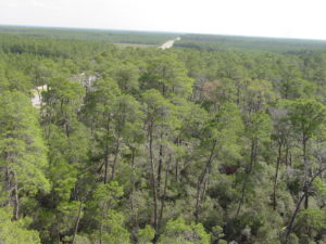 Seminole Florida forest.